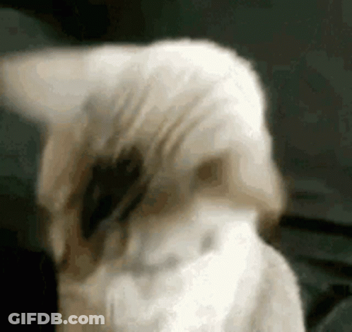 Dog With Black Spot On Face GIF