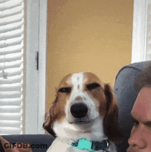 Dog With Blue Collar Looking At Man GIF