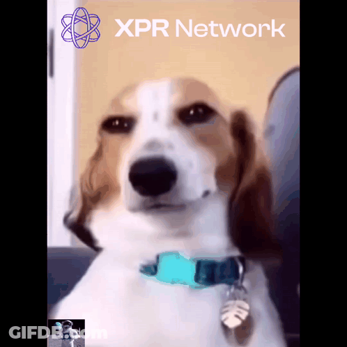 Dog With Blue Collar Sitting By XPR Network Sign GIF