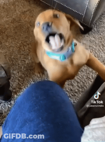 Dog With Blue Collar Sitting On Lap GIF