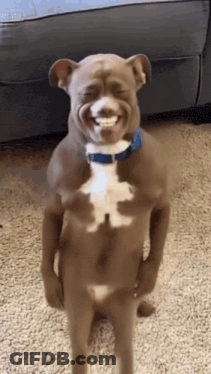 Dog With Blue Collar Standing Laughing GIF