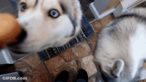 Dog With Blue Eyes Looking Up GIF
