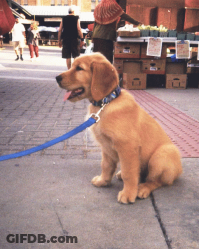 Dog With Blue Leash Sitting By Fruit Stand GIF