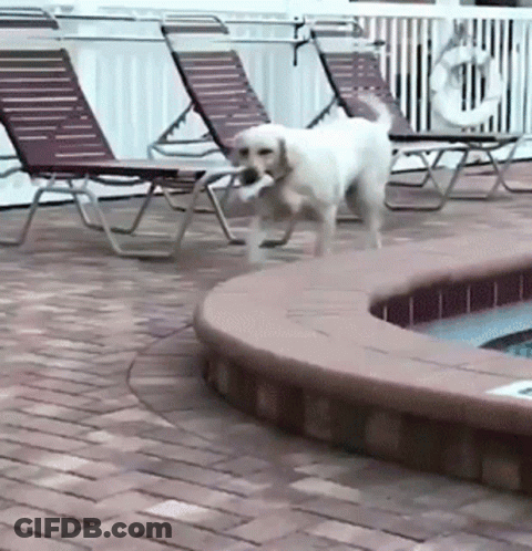 Dog With Bone Next To Swimming Pool GIF