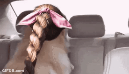 Dog With Braid And Pink Scarf In Car GIF