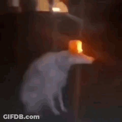 Dog With Bucket On Head In Dark Room GIF