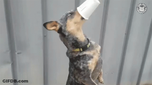 Dog With Bucket On Head The Pets Club GIF