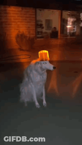 Dog With Bucket On Head GIF