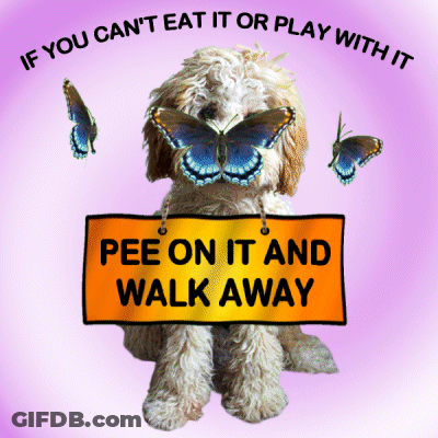 Dog With Butterfly And Sign Saying Pee On It GIF