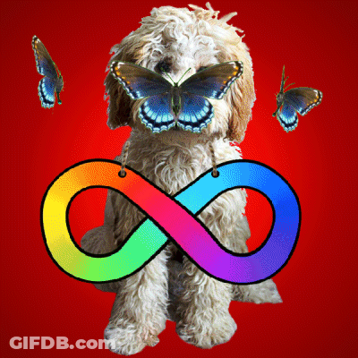 Dog With Butterfly On Face In Front Of Infinity GIF