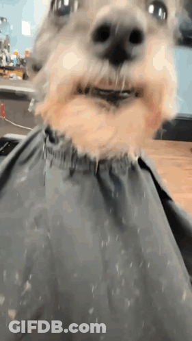 Dog With Cape Close Up GIF
