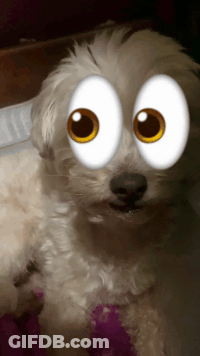 Dog With Cartoon Eyes Close Up GIF