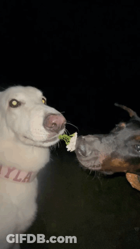 Dog With Collar Saying Ayla GIF