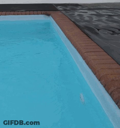 Dog With Collar Saying N GIF