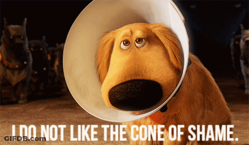 Dog With Cone Of Shame Saying I Do Not Like The Cone Of Shame GIF