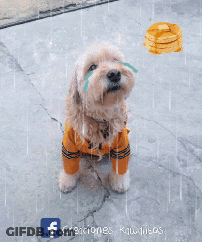 Dog With Cookie And Facebook Logo GIF