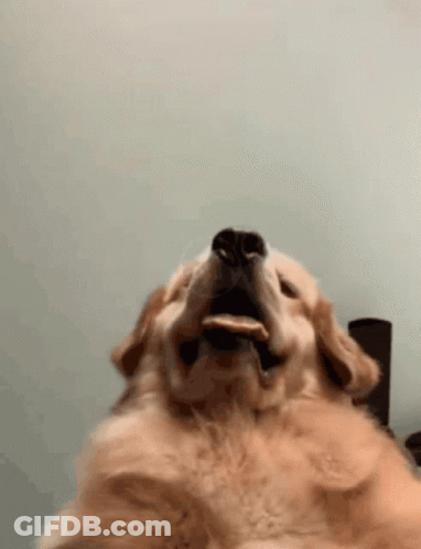 Dog With Cookie In Mouth GIF