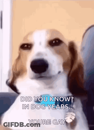 Dog With Did You Know In Dog Years Youre Gay GIF