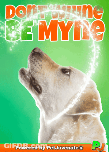 Dog With Don't Whine Be Myne GIF