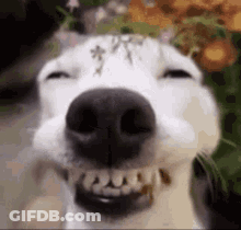 Dog With Eyes Closed And Mouth Open GIF