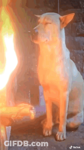 Dog With Eyes Closed Sitting By Fire GIF