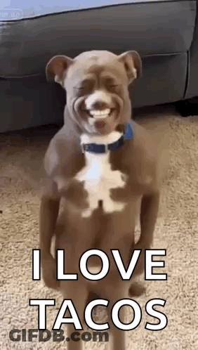 Dog With Fake Arms And Legs Smiling GIF