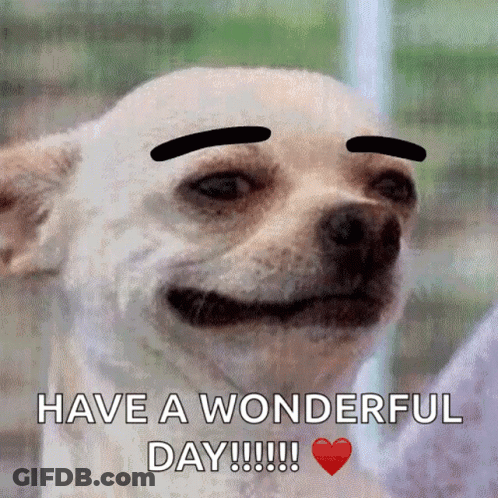 Dog With Fake Eyebrows Have A Wonderful Day GIF