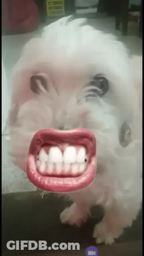 Dog With Fake Mouth And Teeth GIF