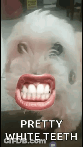 Dog With Fake Teeth Pretty White Teeth GIF