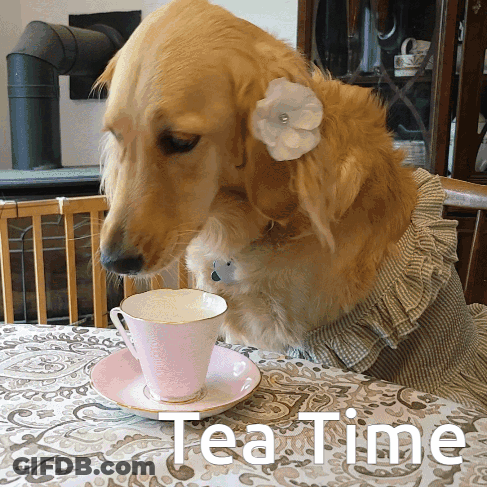 Dog With Flower In Ear Drinking Pink Cup GIF