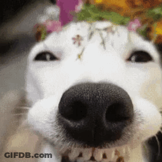 Dog With Flower On Head Smiling GIF