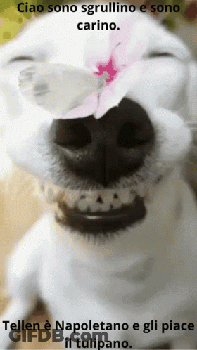 Dog With Flower On Nose Ciao Sono Sgrullino E Sono Carino GIF