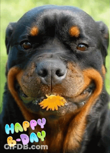 Dog With Flower Saying Happy B-Day GIF