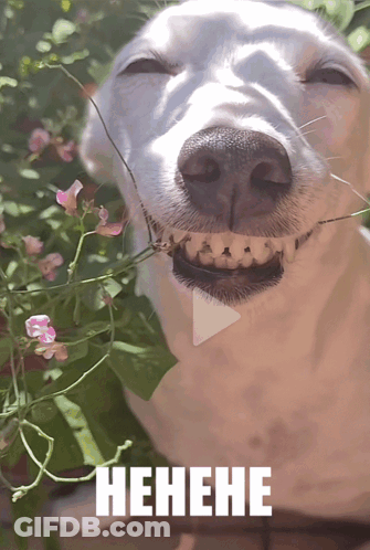 Dog With Flowers In Mouth Saying Hehene GIF