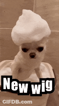 Dog With Foam On Head Saying New Wig GIF