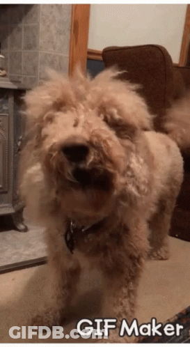 Dog With GIF Maker Watermark GIF