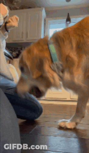 Dog With Green Collar Sniffing GIF