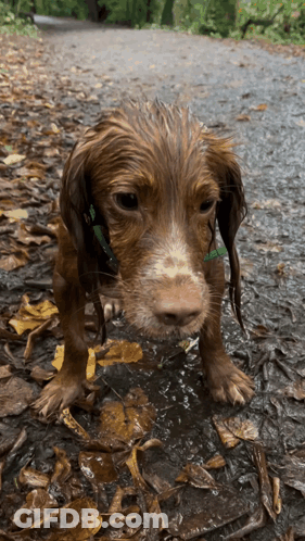 Dog With Green Collar Standing In Water GIF
