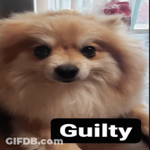 Dog With Guilty Text GIF