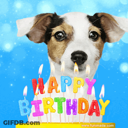 Dog With Happy Birthday Candles GIF