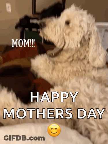 Dog With Happy Mothers Day GIF