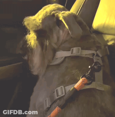Dog With Harness And Leash And Letter O GIF