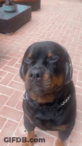 Dog With Headphones Eyes Closed GIF