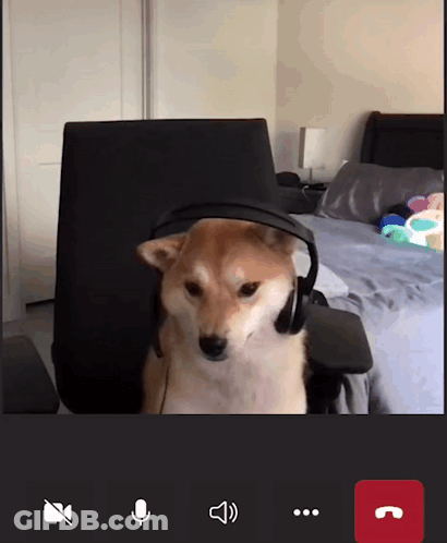 Dog With Headphones In Chair GIF