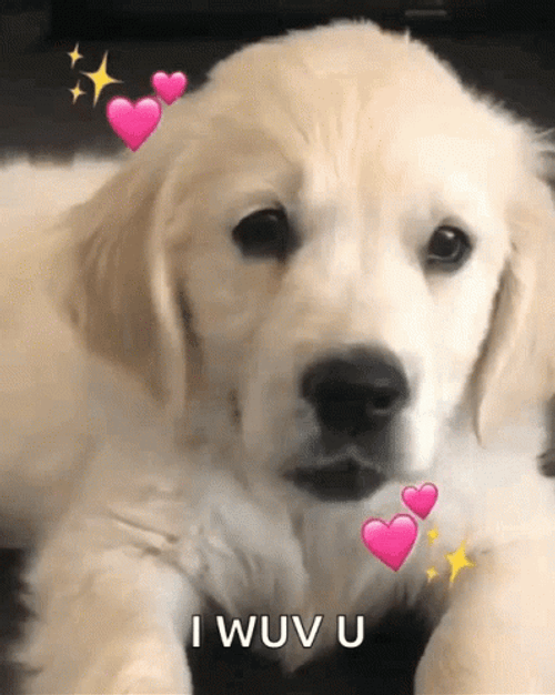 Dog With Heart Filter I Love You GIF