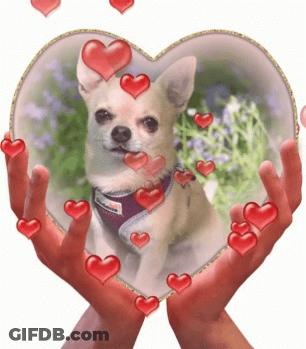 Dog With Hearts Around It GIF