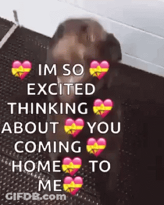 Dog With Hearts Im So Excited Coming Home GIF