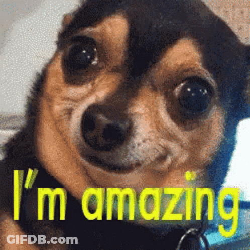 Dog With I M Amazing Text GIF