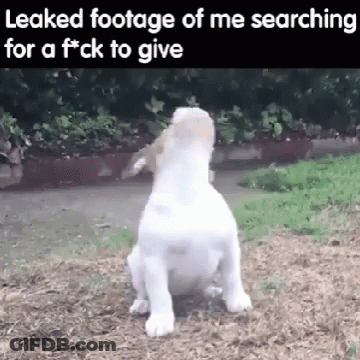 Dog With Leaked Footage Of Me Searching For A Fuck To Give Caption GIF