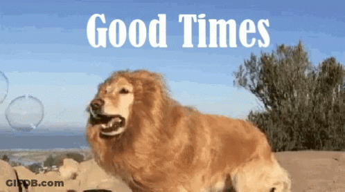 Dog With Lion Mane Saying Good Times GIF